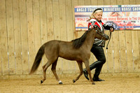 AEMHS Overall Miniature Horse Supreme In Show
