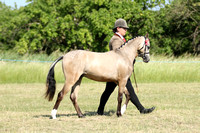 Class 40 - NPSKALLUSTA STUD British Riding Pony (Youngstock)