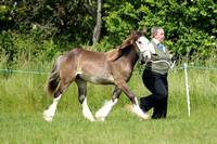 Class 5 - Yearlings