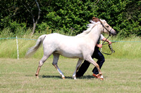 Class 12 - Welsh B 23 Years FillyGelding