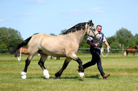 TREVALLION SENIOR GELDING CHAMPIONSHIP