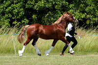 Class 37 - Welsh D Stallion