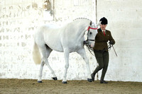 Class 8 - In Hand Sports Horse