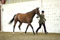 Class 9 - In Hand Thoroughbred