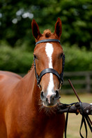 Class 13b - In Hand Native Type Adult