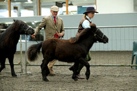 Class 38B - Foal