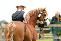 The Essex In Hand Showing Series Ashfields Carriage and Polo Club 12/8/23