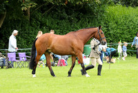 Class 6 - Riding HorseHackRiding PonyShow Hunter Pony