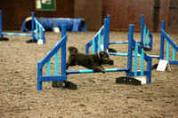 T&A Independant Agility Show 9/12/17