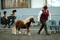 Class 27 - Miniature Yearling