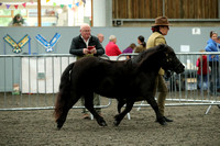 Class 42 - Intermediate Pony