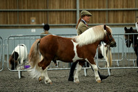 Class 37 - Standard Stallion