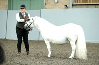 Class 38 - Standard Gelding