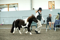 Class 39 - Miniature Mare