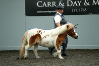 Class 41 - Miniature Gelding