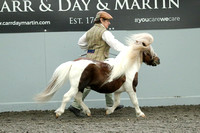 Class 40 - Miniature Stallion