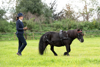 Class 1 - Long reining