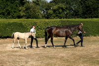 Class 20 - Mare Likely To Breed Competition/Hunter Stock