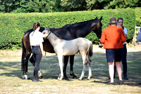 Class 21 - Brood mare with foal at foot
