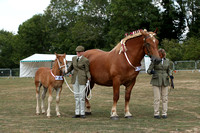 Class 1 - Horse Foal