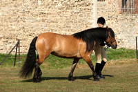Class 50 - P(UK) M&M In Hand Pony