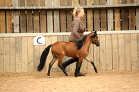 Class 10 - American Miniature Horse AMHA and AMHR yearlings