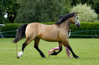 Class 2 - Spillers Mountain and Moorland - Large Breeds