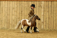 Class 9 - Middleweight 4yrs and over Stallion