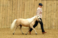 Class 8 - Middleweight 4yrs and over mare/gelding