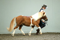 Class 37 - Standard Stallion