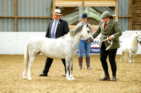 Class 6- In Hand Mountain & Moorland Small Breeds