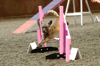 T&A Independant Agility 15/6/19