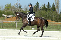 Young Horse BD Basic 4yrs