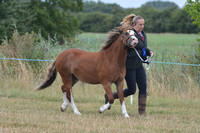 Welsh A Youngstock Championship