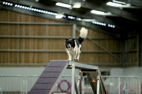 Intermediate Agility Qualifier C1-2