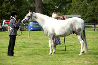 Class 42 - Anglo & Part Bred Arab In Hand