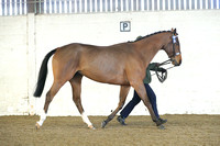 Class 11 - In Hand Thoroughbred