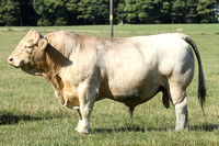 The Big Bull of Wendover Woods