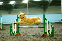 T&A Agility- independent show World Horse Welfare 15.2.20