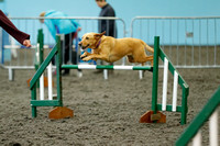 T&A Independant Agility 14.3.20