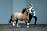 Class 15 - Section A Yearling Filly or Colt