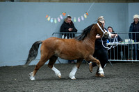 Class 19 - Section A Barren Mare 4 yrs and over