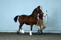 Class 26 - Section C Yearling filly or colt