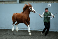 Class 28 - Section C 2 or 3 yr old filly