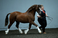 Class 31 - Section C Gelding 4 yrs and over