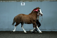 Class 30 - Section C Barren Mare