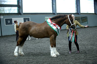 Overall Gelding Championship