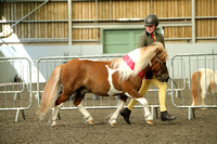 The East Anglian Shetland Pony Group Spring Show 2024
