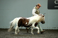 Class 40 - Miniature Stallion