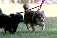 Class 5 - Long Haired Dog